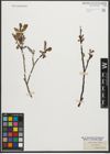 Foto von Salix silesiaca Willd.